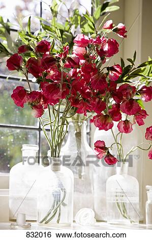 A bouquet of Sweet Pea (Lathyrus odoratus) flowers View Large Photo Image Stock Photograph - A bouquet of Sweet Pea (Lathyrus odoratus) flowers. Fotosearch