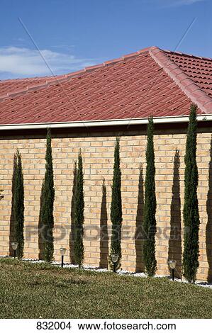 Picture - A bushes lining the exterior wall of a home. Fotosearch