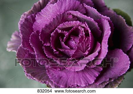 A cabbage flower View Large Photo Image Picture - A cabbage flower. Fotosearch