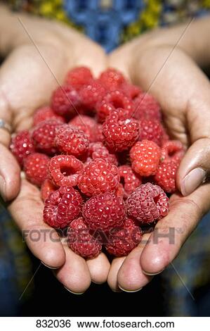 A heap of raspberries in cupped hands View Large Photo Image Stock Photograph - A heap of raspberries in cupped hands. Fotosearch