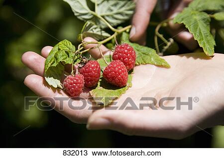 A human hand holding raspberries from a raspberry bush View Large Photo Image Stock Image - A human hand holding raspberries from a raspberry bush. Fotosearch