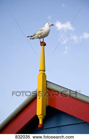 A Silver Gull (Larus novaehollandiae) perched on a post on the roof of a house View Large Photo Image Stock Photography - A Silver Gull (Larus novaehollandiae) perched on a post on the roof of a house. Fotosearch