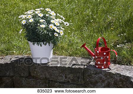 A potted plant of daisies and a watering can View Large Photo Image Stock Image - A potted plant of daisies and a watering can. Fotosearch