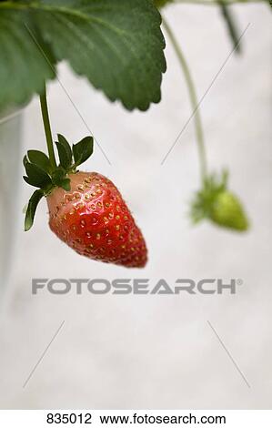 An unripe strawberry on a stem View Large Photo Image Stock Image - An unripe strawberry on a stem. Fotosearch
