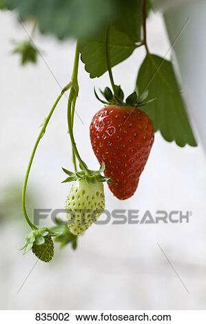 Ripe and unripe strawberries on a stem View Large Photo Image Stock Image - Ripe and unripe strawberries on a stem. Fotosearch