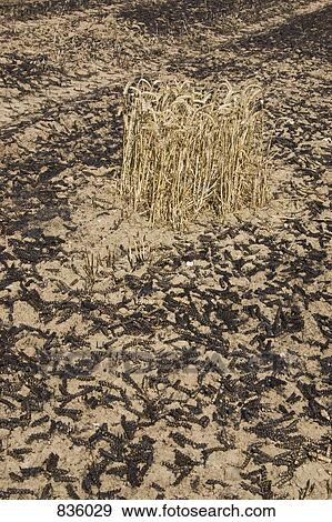 A burnt field View Large Photo Image Stock Photo - A burnt field. Fotosearch