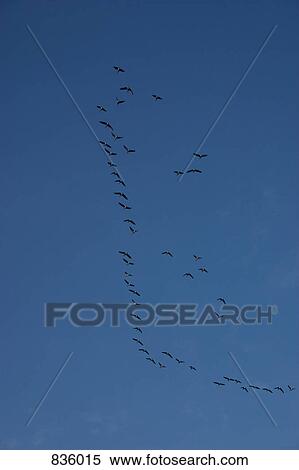 A flock of birds flying in the sky View Large Photo Image Stock Photography - A flock of birds flying in the sky. Fotosearch