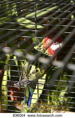 An Eastern Rosella in a cage View Large Photo Image Picture - An Eastern Rosella in a cage. Fotosearch