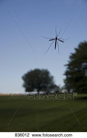 An insect on a window View Large Photo Image Stock Image - An insect on a window. Fotosearch