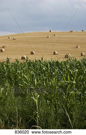 Corn crops and hay bales in a field View Large Photo Image Stock Image - Corn crops and hay bales in a field. Fotosearch