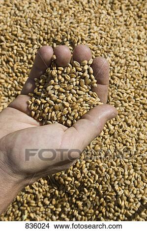 Detail of a hand holding grains of wheat View Large Photo Image Picture - Detail of a hand holding grains of wheat. Fotosearch
