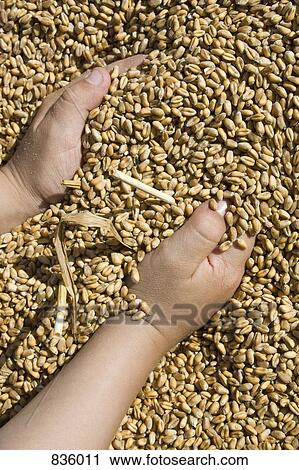 Detail of hands in grains of wheat View Large Photo Image Stock Image - Detail of hands in grains of wheat. Fotosearch