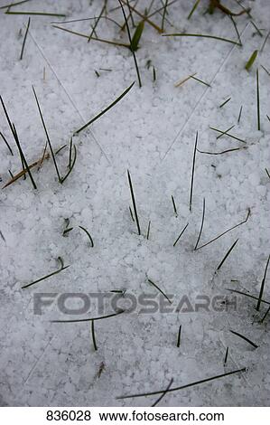 Snow on the ground View Large Photo Image Stock Photo - Snow on the ground. Fotosearch