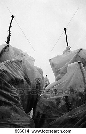 Picture - Three Christmas trees covered. Fotosearch
