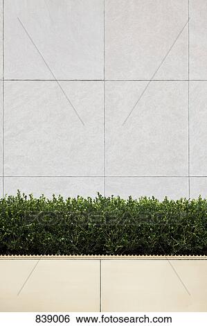 Boxed hedge in front of an office building, Manhattan, New York City, NY, USA View Large Photo Image Stock Photograph - Boxed hedge in front of an office building, Manhattan, New York City, NY, USA. Fotosearch