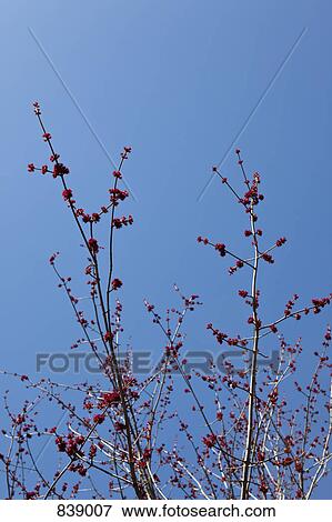 Low angle view of a blossoming cherry trees View Large Photo Image Stock Photo - Low angle view of a blossoming cherry trees. Fotosearch