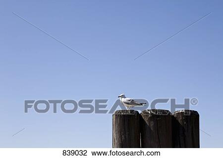 Stock Image - Seagull perched on a bollard. Fotosearch