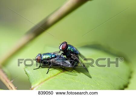Stock Image - Two flies mating. Fotosearch