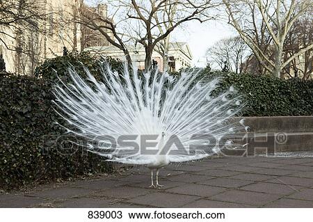White peacock displaying its feathers, Brooklyn, New York City, NY, USA View Large Photo Image Stock Image - White peacock displaying its feathers, Brooklyn, New York City, NY, USA. Fotosearch