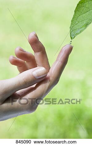 Stock Image - A finger catching dripping water from a leaf. Fotosearch