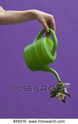 Stock Photograph - A hand holding a watering can with a rose pouring out the spout. Fotosearch