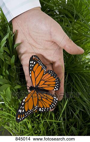 A hand holding an artificial Monarch Butterfly View Large Photo Image Picture - A hand holding an artificial Monarch Butterfly. Fotosearch