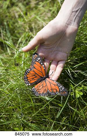 A hand holding an artificial Monarch Butterfly View Large Photo Image Stock Photography - A hand holding an artificial Monarch Butterfly. Fotosearch