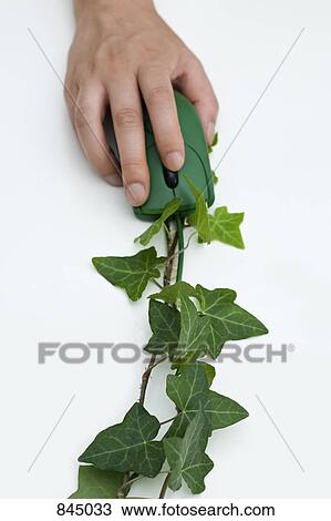 Stock Image - A hand using a computer mouse with an ivy cord. Fotosearch
