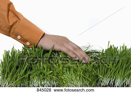 Stock Photo - A human hand caressing wheatgrass. Fotosearch