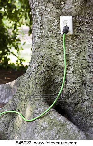 An outlet in a tree with a plug in it View Large Photo Image Stock Image - An outlet in a tree with a plug in it. Fotosearch
