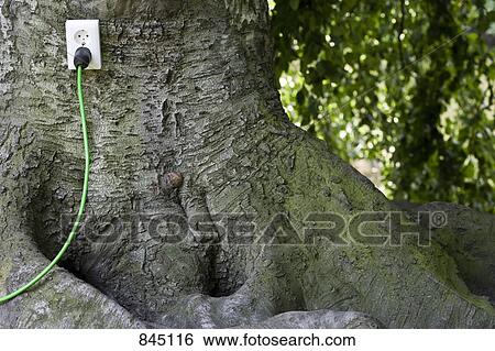Stock Photograph - An outlet in a tree with a plug in it. Fotosearch