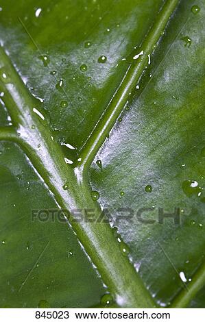 Stock Image - Extreme close up of a leaf. Fotosearch
