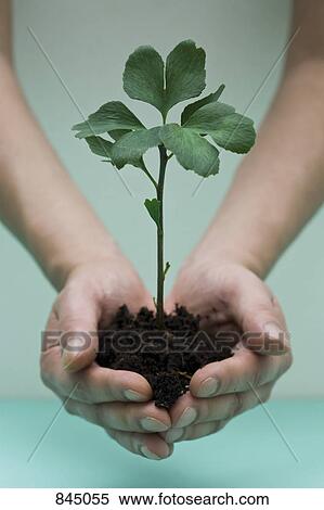 Hands cradling a small ginkgo sapling View Large Photo Image Stock Photography - Hands cradling a small ginkgo sapling. Fotosearch