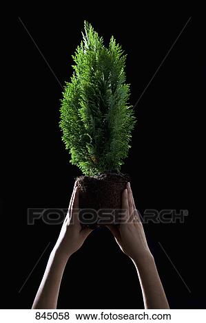 Hands holding a dwarf coniferous tree up View Large Photo Image Stock Photo - Hands holding a dwarf coniferous tree up. Fotosearch