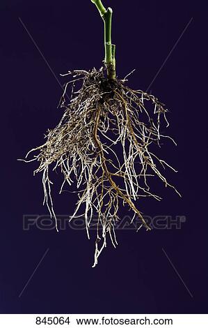 Picture - Roots of a rose bush. Fotosearch