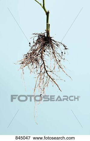 Stock Photo - Roots of a rose bush. Fotosearch