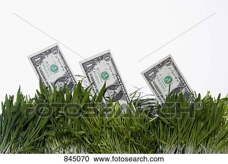 Three dollar bills growing out of grass View Large Photo Image Stock Image - Three dollar bills growing out of grass. Fotosearch