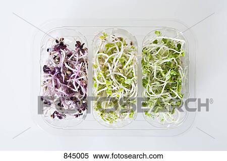 Stock Photography - Three varieties of alfalfa sprouts. Fotosearch
