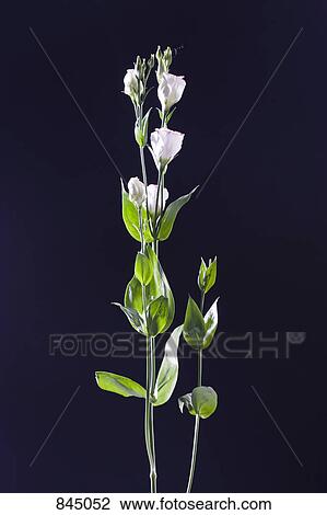 Two stems of carnation buds View Large Photo Image Stock Image - Two stems of carnation buds. Fotosearch