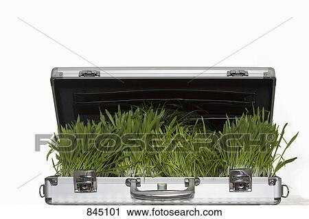 Wheatgrass growing out of a briefcase View Large Photo Image Stock Image - Wheatgrass growing out of a briefcase. Fotosearch
