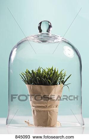 Wheatgrass wrapped in butcher paper under a bell jar View Large Photo Image Stock Image - Wheatgrass wrapped in butcher paper under a bell jar. Fotosearch