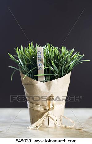 Wheatgrass wrapped in butcher paper View Large Photo Image Stock Photo - Wheatgrass wrapped in butcher paper. Fotosearch