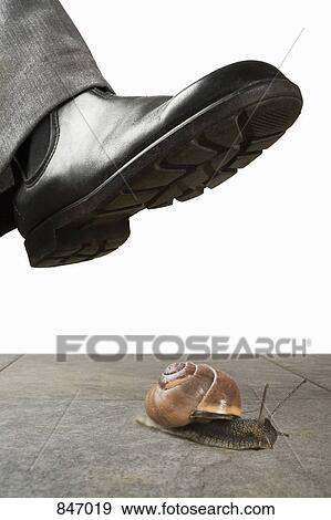 A foot above a snail View Large Photo Image Stock Photo - A foot above a snail. Fotosearch