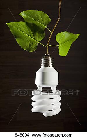 Picture - An energy saving light bulb hanging from a vine. Fotosearch