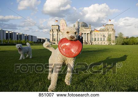A dog catching a plastic disc with another dog and a man in the background View Large Photo Image Stock Photo - A dog catching a plastic disc with another dog and a man in the background. Fotosearch