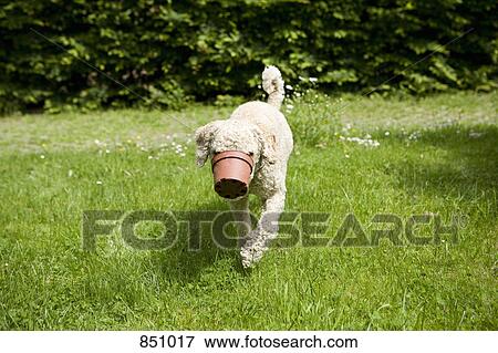 A dog walking with a flower pot stuck on his snout View Large Photo Image Stock Photo - A dog walking with a flower pot stuck on his snout. Fotosearch