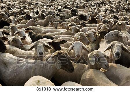 A flock of sheep, full frame View Large Photo Image Stock Photo - A flock of sheep, full frame. Fotosearch