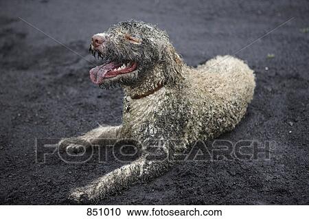 A muddy dog View Large Photo Image Stock Image - A muddy dog. Fotosearch