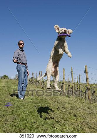 A Portuguese Waterdog catching a plastic disc thrown by a man View Large Photo Image Stock Image - A Portuguese Waterdog catching a plastic disc thrown by a man. Fotosearch