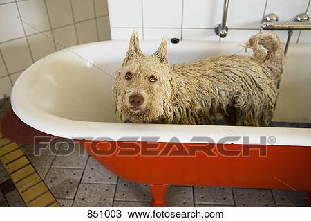 A Portuguese Waterdog in a bathtub with ears made to stand up View Large Photo Image Stock Image - A Portuguese Waterdog in a bathtub with ears made to stand up. Fotosearch